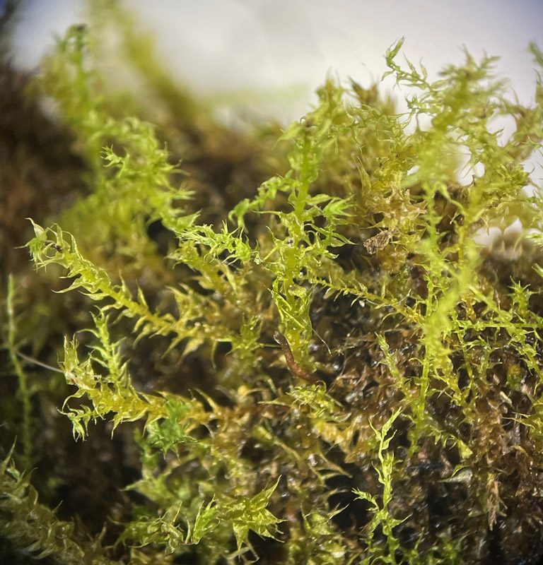 Pseudocampylium radicale